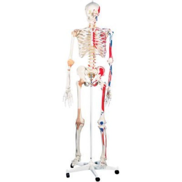 Fabrication Enterprises 3B® Anatomical Model - Sam The Super Skeleton on Roller Stand 951062